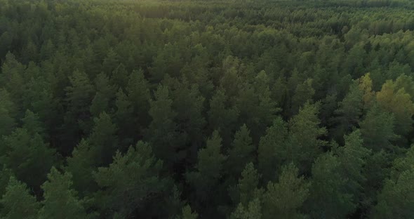 Wild Green Forest Aerial View Drone Shot
