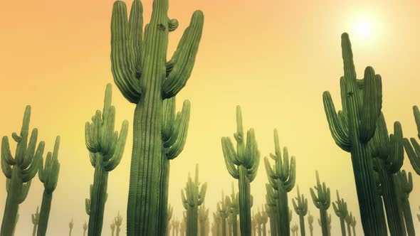 Cactus Daytime 4k alt