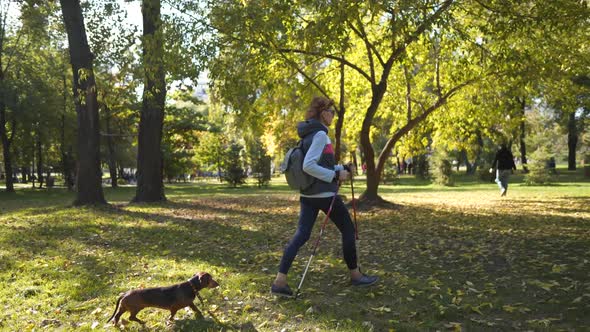 Elderly Woman Walks Through Park on Scandinavian Sticks and Pet Dog Dachshund alt