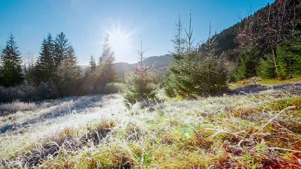 Beautiful Dry Grass Covered with Snow in the Hoarfrost Fluttering in a Light Breeze Against a Blue alt