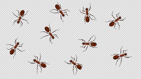 10 Red Ants - Passing Screen - Top View