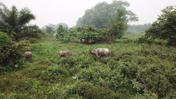 Aerial fly toward water buffaloes walk at green bush at Penang alt