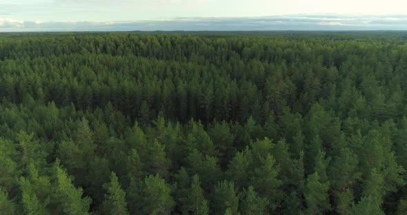 Wild Forest Landscape with Evergreen Trees Aerial View Drone Shot alt