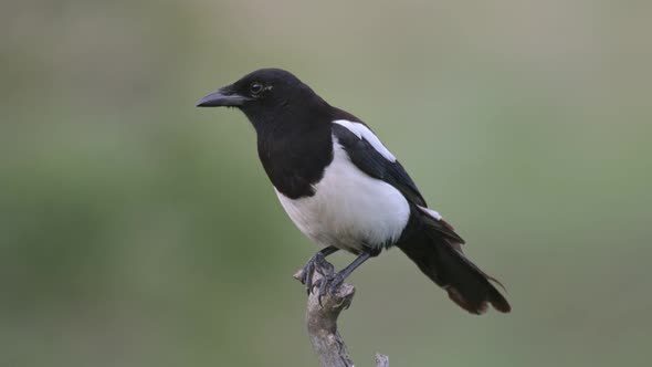Magpie Pica pica perched on a branch. A bird on a green background alt
