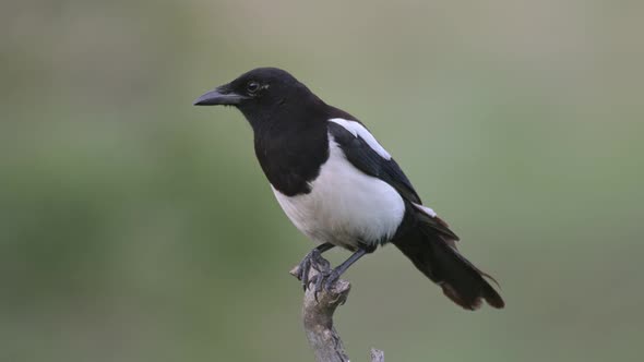 Magpie Pica pica perched on a branch. A bird on a green background