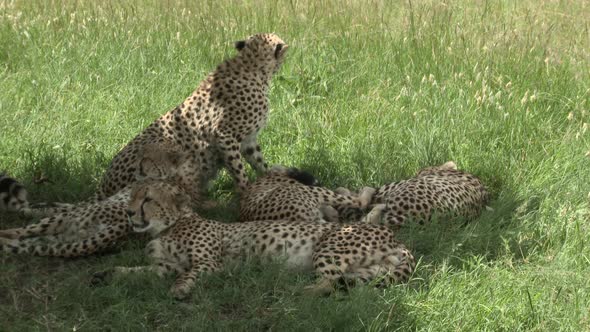 Cheetah (Acinonyx jubatus)  "the five brothers" of the Maasai Mara, relaxing together in the shade o alt
