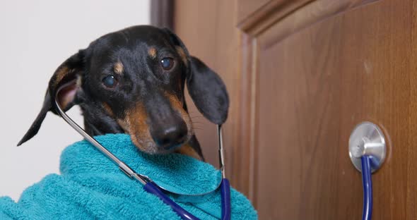 Funny Dachshund Dog in Blue Terry Dressing Gown and with Stethoscope in Its Ears alt