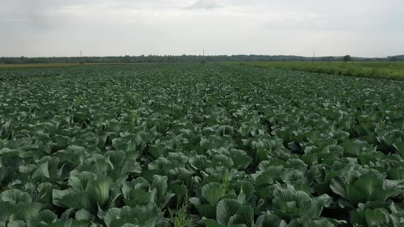 Cabbage aero view