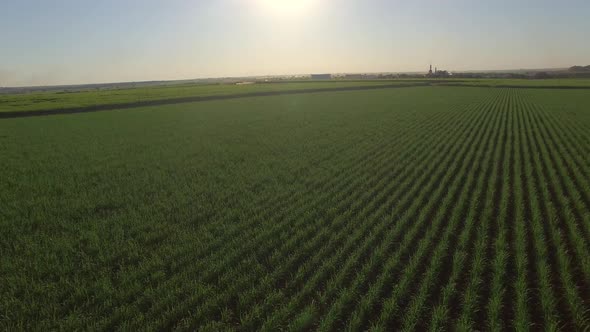 sugar cane plantation farm sunset usine in background