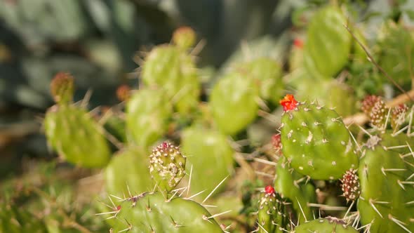 Cactus Succulent Plant California USA