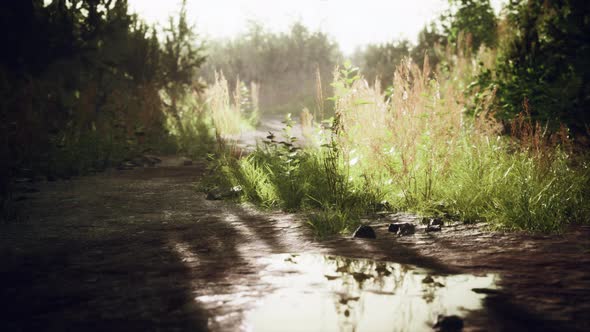 Ground Dirty Road Through Fields alt