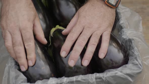 Agricultor en terreno / finca o campo realiza trabajos de envasado berenjenas
