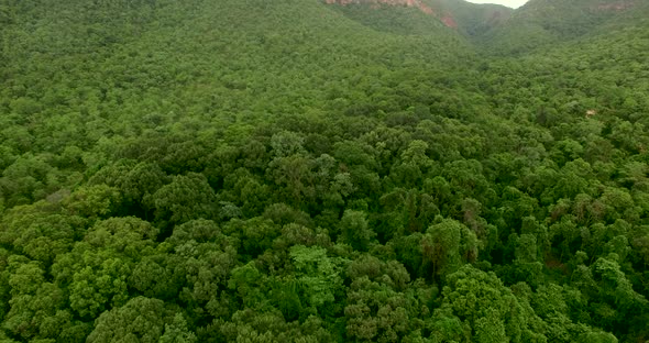 Aerial View of Green Forest.