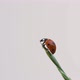 Ladybug on the Grass on White Background - VideoHive Item for Sale