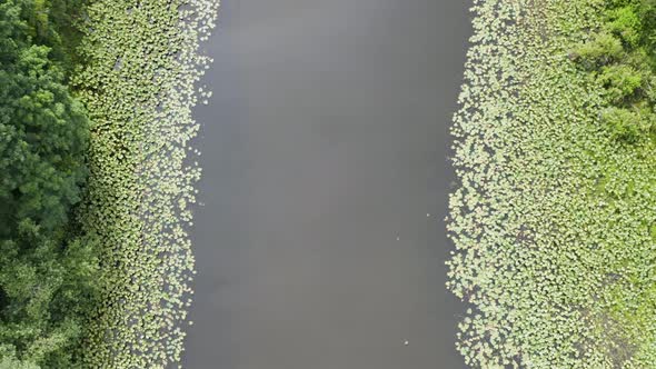 Rising Up From River Slough Aerial Drone View Muddy Waters Lily Pads Evergreen Trees alt