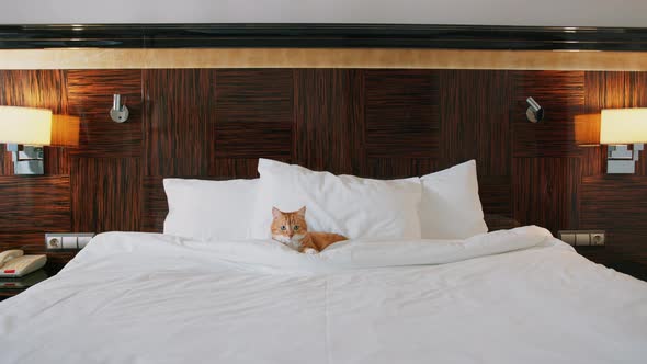 Red cat in the hotel bedroom alt