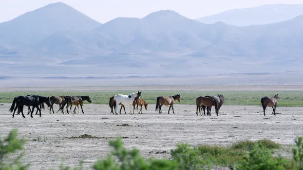 Wild horse heard walking across the vast desert landscape alt