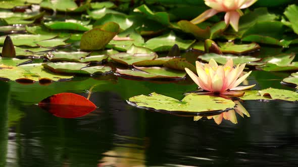 Lotus Flowers On Lake Water 19 Stock Footage Videohive 8308