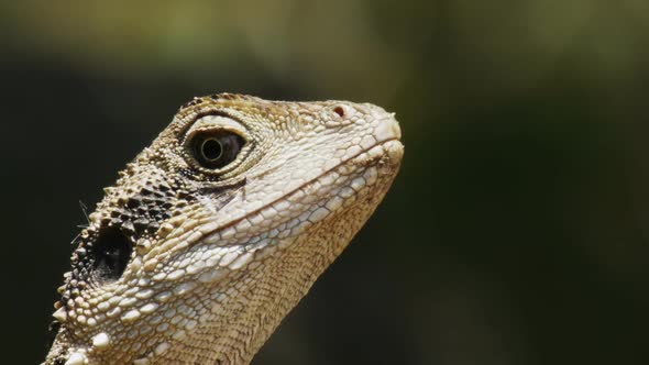 Extreme Close Up of a Water Dragon alt