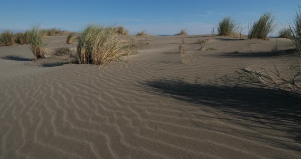 Wild landscape, Espiguette, Camargue, France. Sand landscape, Espiguette, Gard department, France alt