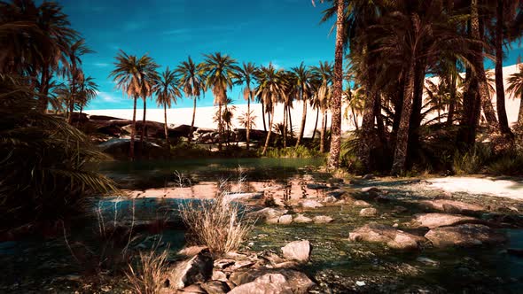 Idyllic Oasis in the Sahara Desert, Motion Graphics | VideoHive