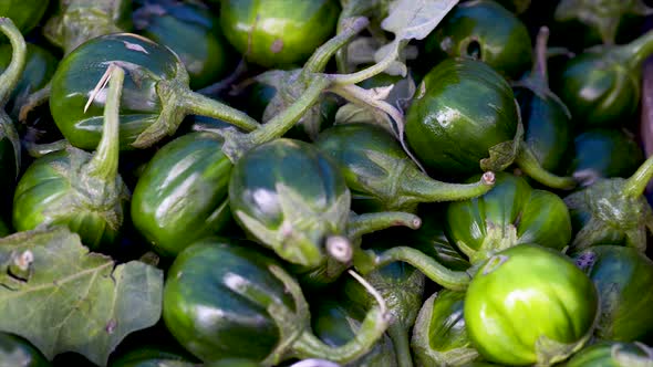 Solanum gilo, Scarlet eggplant, for sale at the free market, panoramic plan alt
