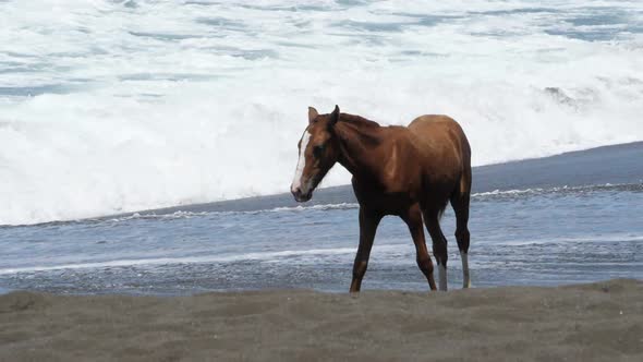 Wild Blond Horse on the Seashore