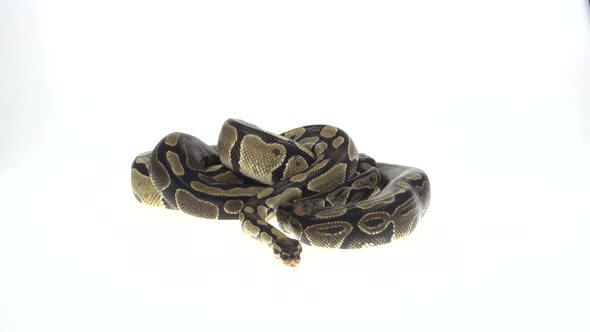 Royal Python or Python Regius on Wooden Snag in Studio Against a White Background. Close Up alt