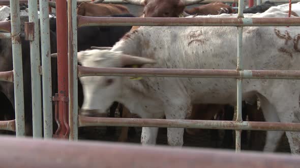 Bull steers grouped in pen. alt