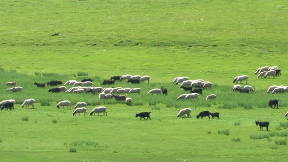 Herd of Sheep in Plain Meadow Covered With Fresh Green Grass alt