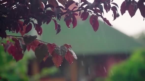 Pissardi plum branch with red leaves covered with drops during a summer rain