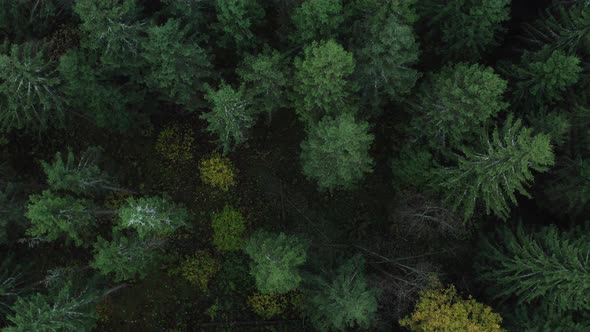 Aerial View of Spruce Trees alt