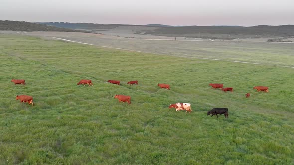 Aerial View of Meadow and Herd of Cows