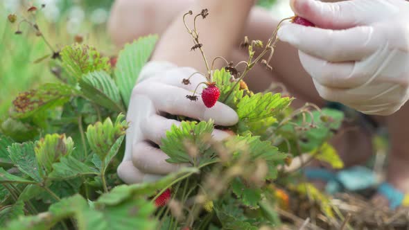 Female Hands in White Rubber Gloves Picks Strawberries Closeup alt