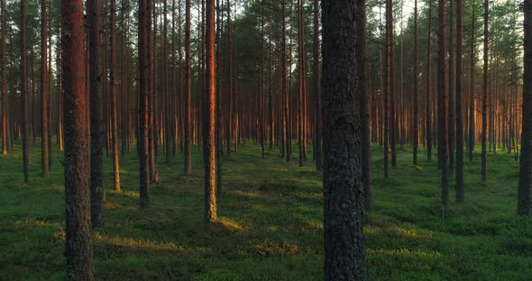 Forest at Sunset Moving Backwards Between the Trees alt