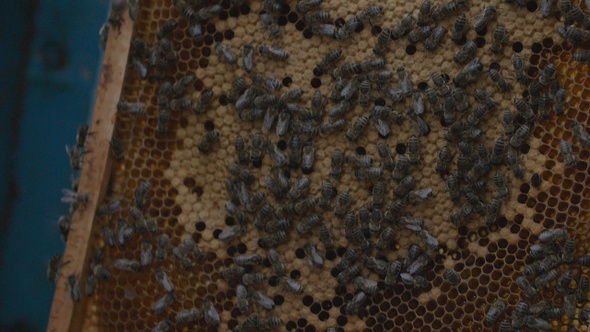 A frame with bees is pulled out of the hive