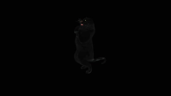 Panther Dancing HD alt