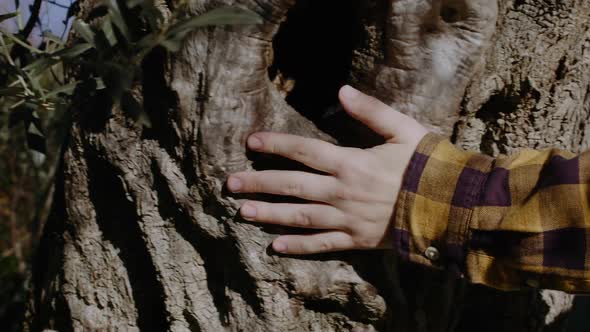 Woman hand touch olive tree. Harmony Calm Relaxation. Save Earth Green Planet . alt