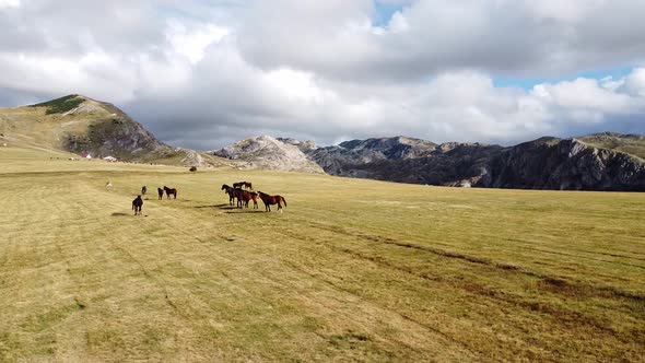 Aerial View of Small Herd of Horses Grazing on Mountain Meadow