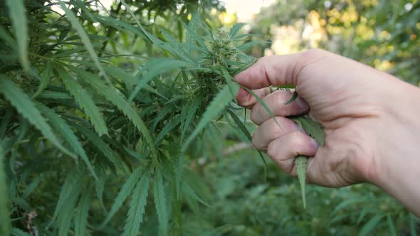 Hand Plucks Green Cannabis Leaves From the Stem