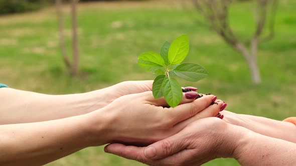 Young Woman Hands Over Apple Tree Sprout to the Palms of an Elderly Mother alt