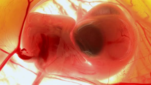 Heartbeat and Movement of Blood Through the Vessels of a Chicken or Quail Embryo in an Egg alt
