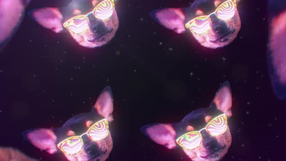 Dog Chihuahua Happy Faces Gif Animation Motion Design Pattern in 3d with Color Background Fashion alt