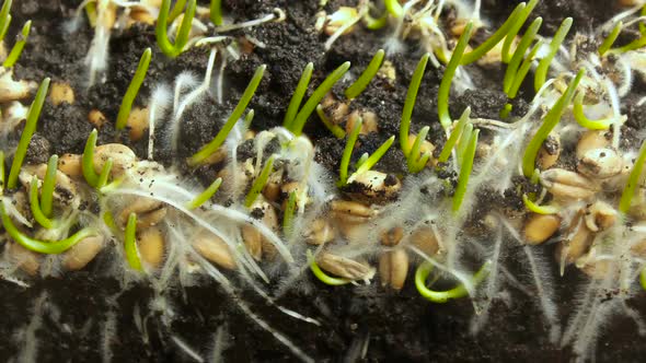Germinating Plant Timelapse alt