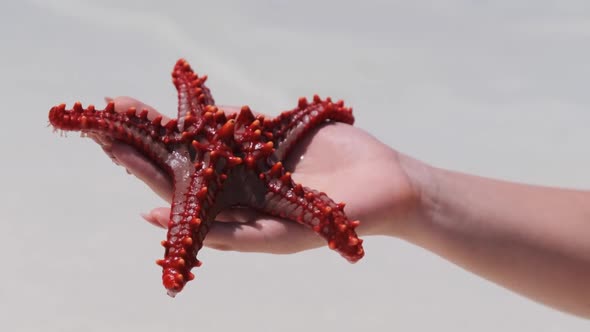 Woman's Hand Holds a Red Starfish Over Transparent Ocean Water on White Beach alt
