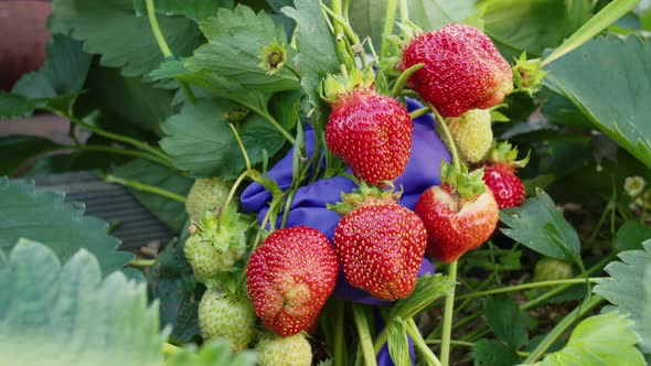 Hands in Gloves Pluck Ripe Strawberries in Garden alt