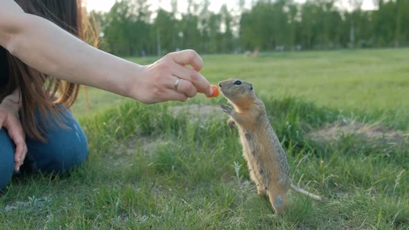 Close-up of a Woman's Hand Feeding Vegetables Little Gopher