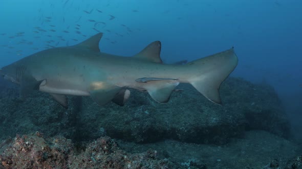 Large Spotted Ragged -Tooth sharks takes evasive action when swimming to close to a scuba diver. Wid alt