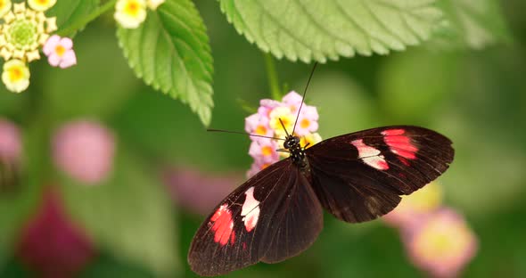 4K - Butterfly Collects Nectar of Flowers. Close-up alt