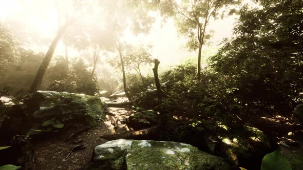 Time Lapse of a Tropical Jungle in the Mountains of Puerto Rico alt